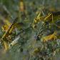 Pest: Desert locusts are threatening millions of people in East Africa with hunger