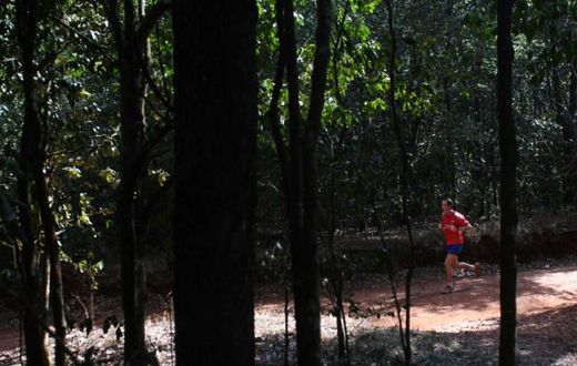 In the space of ten years, Karura forest has gone from a dangerous no man's land to one of Nairobi's safest and most popular destinations