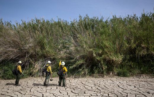 Invasive Grasses May Worsen Wildfires, Study Suggests