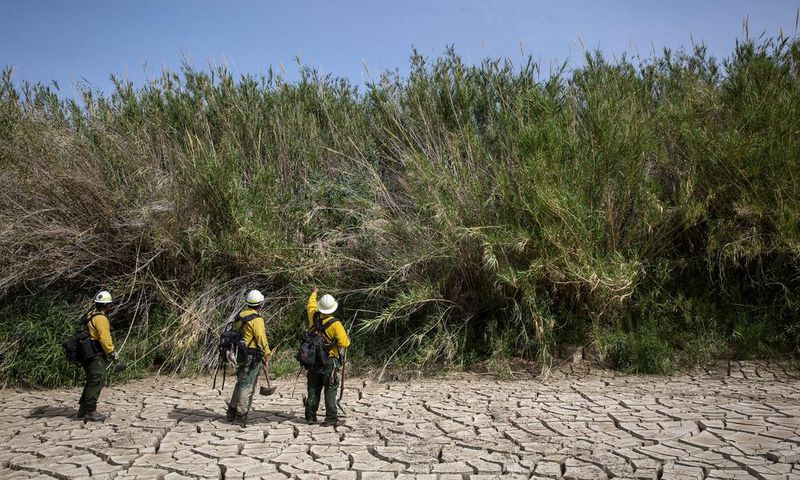 Invasive Grasses May Worsen Wildfires, Study Suggests