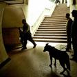 Egyptian policemen  are pictured working with an explosive sniffer dog  in 2005