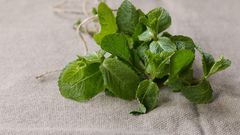 Green mint twigs on the natural linen fabric background