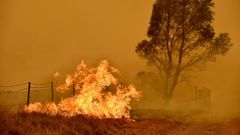 The Australian bushfires raged for months, devastating tens of thousands of hectares