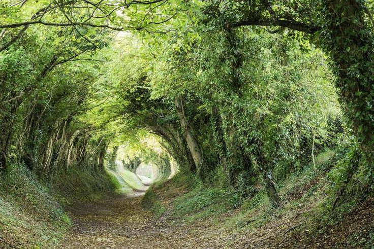 Dr. Pimple Popper Pops Fused Blackhead And Cyst