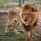 Lions are classified as a "vulnerable" species and their population dropped 43 percent between 1993 and 2014, with only around 20,000 alive today