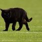 This Black Cat Starred on Monday Night Football