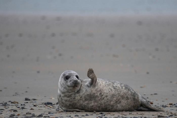 Grey seals come to Helgoland island in the North Sea to give birth