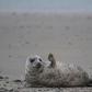 Grey seals come to Helgoland island in the North Sea to give birth