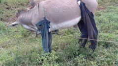 Donkey in trousers(Nation)