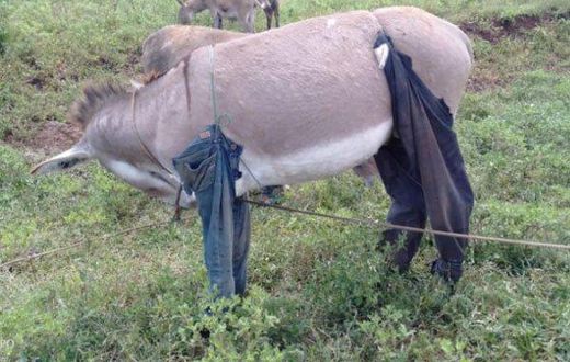 Donkey in trousers(Nation)