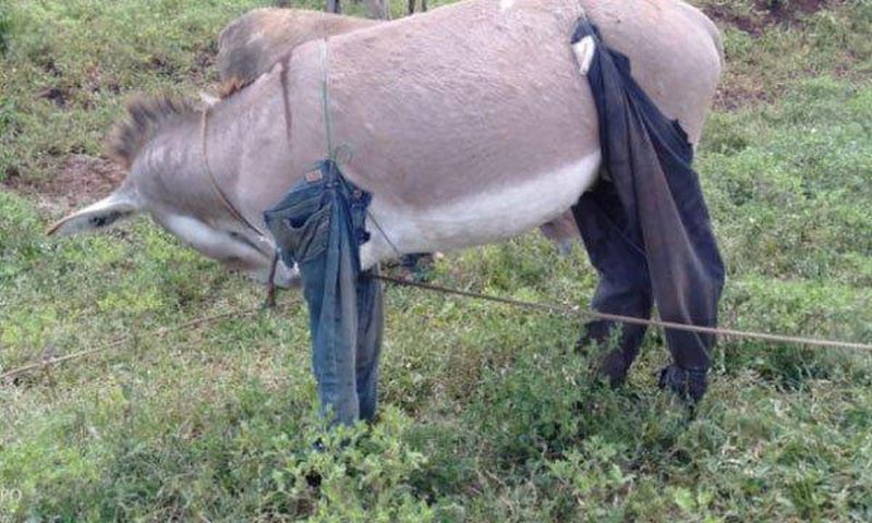 Donkey in trousers(Nation)