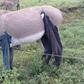 Donkey in trousers(Nation)