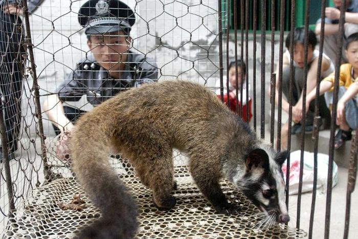 A policeman watching over a civet captured by a farmer in Wuhan, in central China's Hubei province