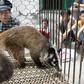 A policeman watching over a civet captured by a farmer in Wuhan, in central China's Hubei province