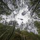 A firefighter rappels into a gorge as a crew tries to save pre-historic Wollemi Pines in the Blue Mountains
