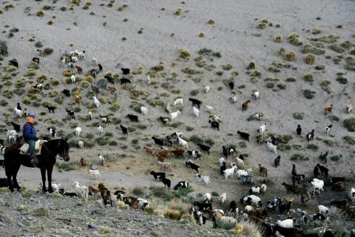 Sazo and other goat breeders scattered along the Andes foothills are on the frontline of climate change