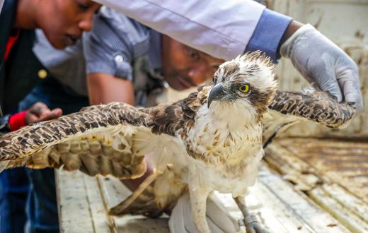 Kenyans react to KWS announcement on death of Osprey bird that flew from Finland