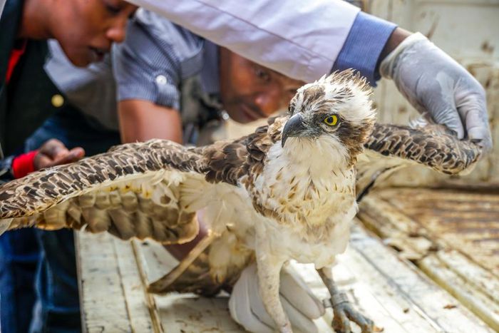 Kenyans react to KWS announcement on death of Osprey bird that flew from Finland