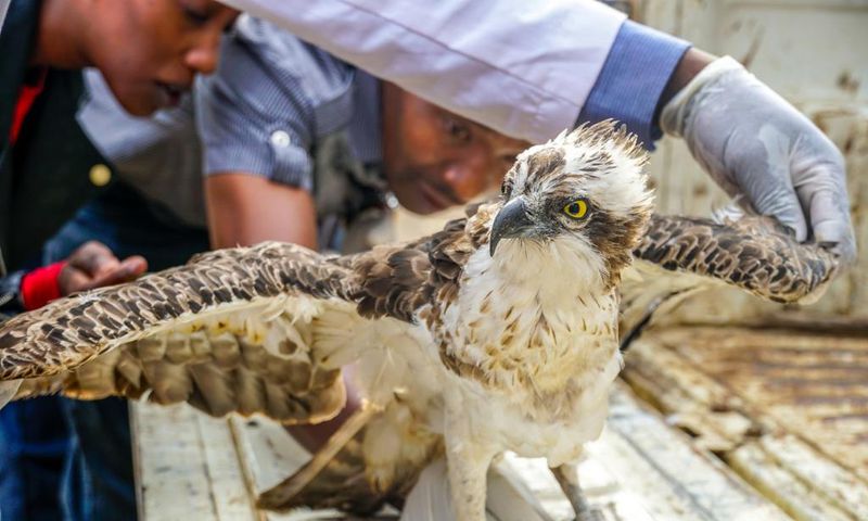 Kenyans react to KWS announcement on death of Osprey bird that flew from Finland