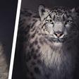 How 'His Dark Materials' Animated the Daemons