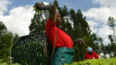Kenya's prized black tea isn't fetching the prices it once did
