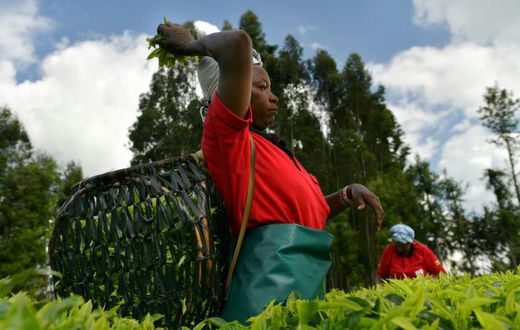Kenya's prized black tea isn't fetching the prices it once did