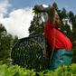 Kenya's prized black tea isn't fetching the prices it once did