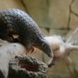 Researchers at the South China Agricultural University have identified the scaly pangolin as a 'potential intermediate host' for the virus