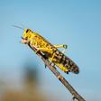 Locusts swarms are threatening food supplies in East Africa, where 12 million are already going hungry