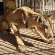 The captive lions in Khartoum's Al-Qureshi Park had lost as much as two-thirds of their body weight as a result of going unfed for weeks