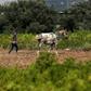 Palestinian farmers say Israel sprayed their lands with strong pesticides for four years, scorching their crops, but stopped this spring allowing their harvests to grow back