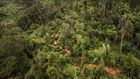 Mau forest. (Sheldrick Wildlife Trust)