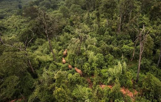 Mau forest. (Sheldrick Wildlife Trust)
