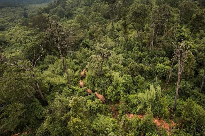 Mau forest. (Sheldrick Wildlife Trust)