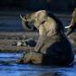 With unfenced parks and wide-open spaces, Botswana has Africa's largest elephant population with more than 135,000