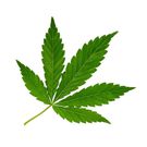 Which Popular Memory Boosters Really Work