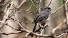 The Bacterial Surprise in This Bird's Smell