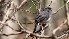 The Bacterial Surprise in This Bird's Smell