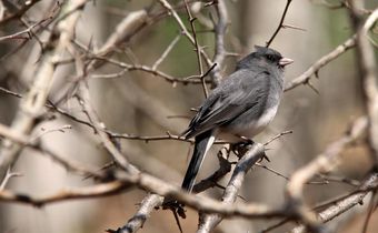 The Bacterial Surprise in This Bird's Smell