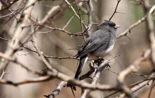 The Bacterial Surprise in This Bird's Smell