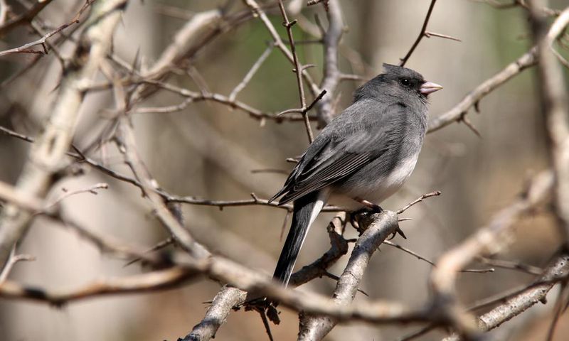 The Bacterial Surprise in This Bird's Smell