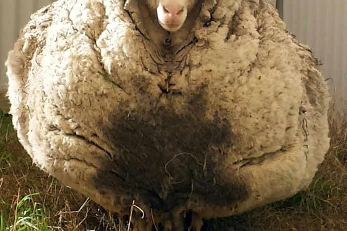 Chris the sheep made headlines after being found wandering with masses of wool sagging from its frame