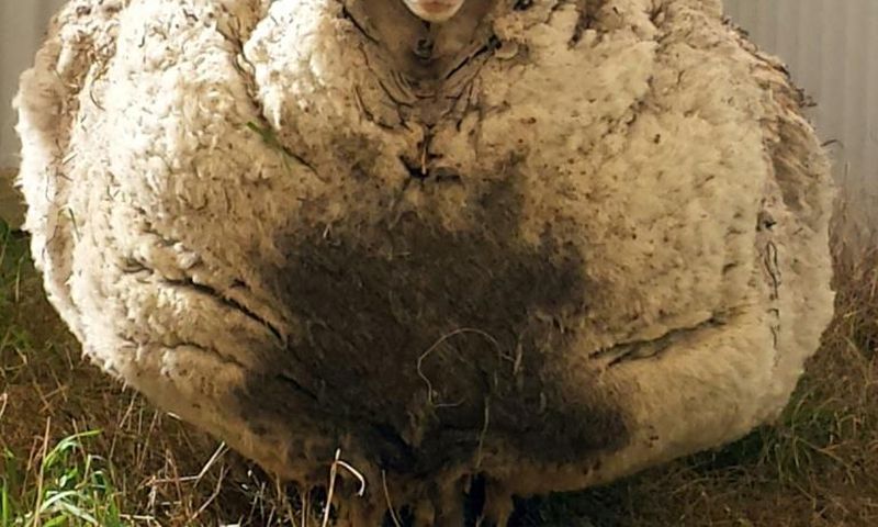 Chris the sheep made headlines after being found wandering with masses of wool sagging from its frame