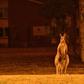 This kangaroo was seen in the town of Nowra in New South Wales