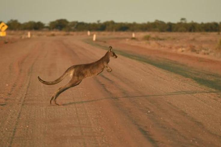The dead kangaroos, including two joeys, were found littered over roads in the far south-east of the country in September