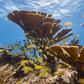 Reefs all over the world are being affected by the toxins in sunscreens