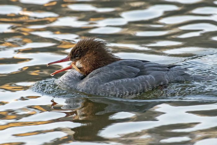 Central Park Races to Save a Rare Duck Gagging on a Piece of Plastic
