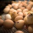 France aims to ban the widespread but hugely controversial practice of slaughtering male chicks by the end of next year