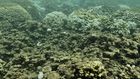 The Return of the 'Blob': Hawaii's Reefs Threatened by Marine Heat Wave