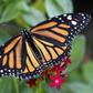 Monarch butterflies travel up to 4,500 kilometers (3,000 miles) each year from Canada and the United States to establish their colonies in the temperate oyamel and pine forests of west-central Mexico